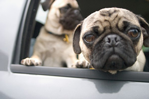 pug dogs in car - shutter