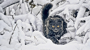 winter-snow-cats-animals-kittens