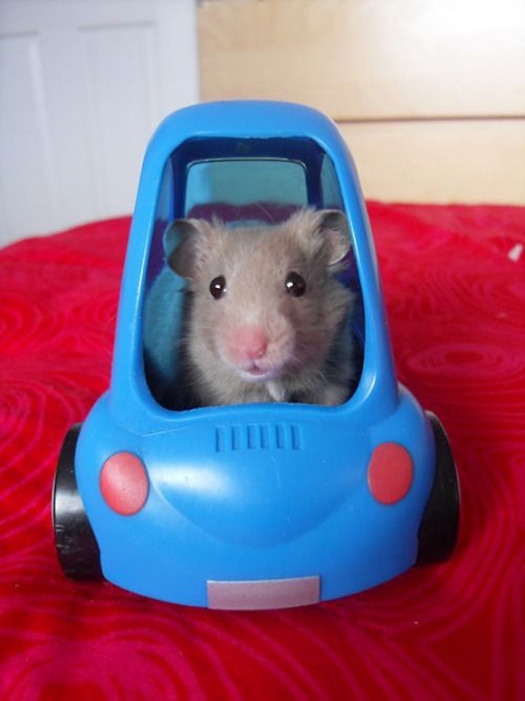 mice in a car